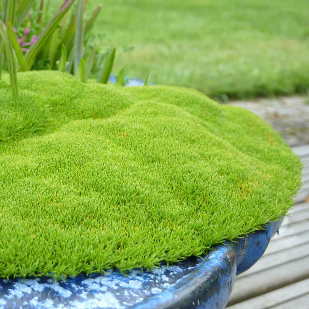 Scleranthus biflorus seeds for planting in rock gardens and alpine landscapes.