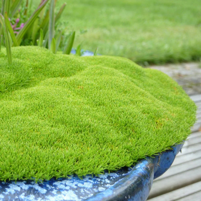 Scleranthus biflorus seeds for planting in rock gardens and alpine landscapes.