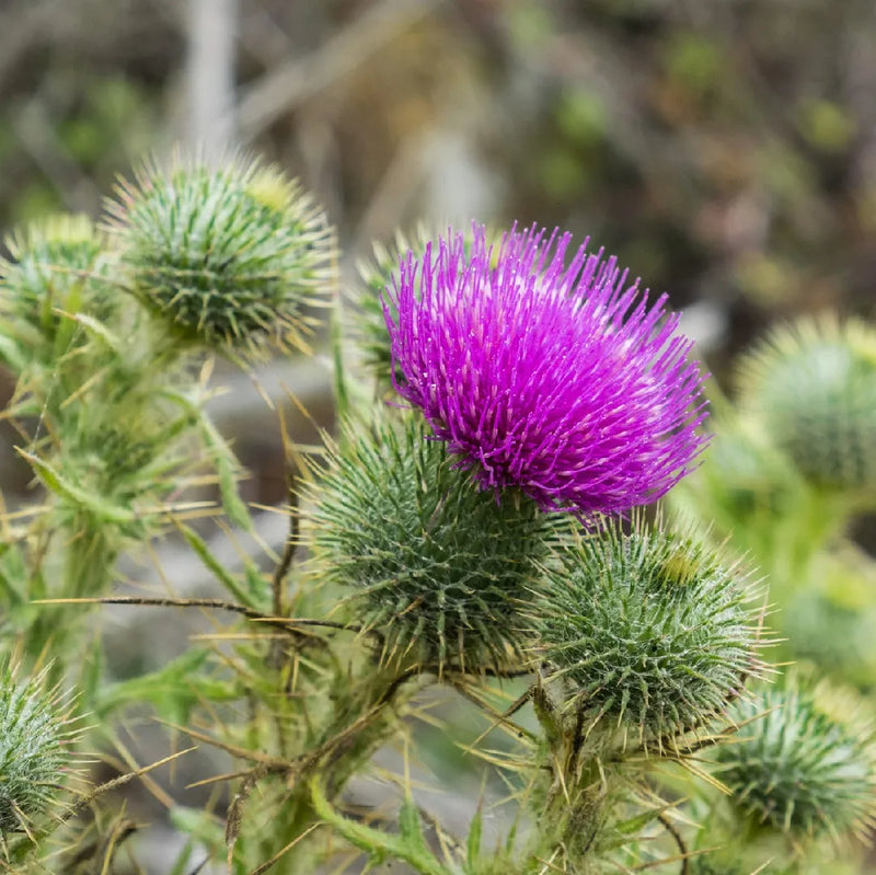 Scottish Thistle herb seeds for planting in home and outdoor gardens.