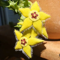 Orbea Lutea Succulent Flower seeds for Planting Low Maintenance Heirloom & GMO Free Seeds for Home Garden