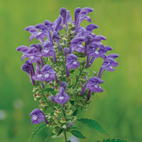 Scullcap grown from seeds in wet rain garden landscape