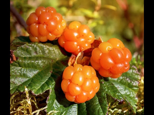 Ripe golden-orange cloudberries growing on a healthy berry plant.