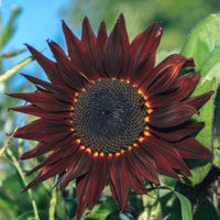 Maroon SunFlower seeds for Planting - Colorful Display, Heirloom & GMO Free Seeds for Home Garden