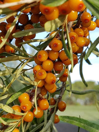 Sea Buckthorn Perennial Shrub Growing Outdoors