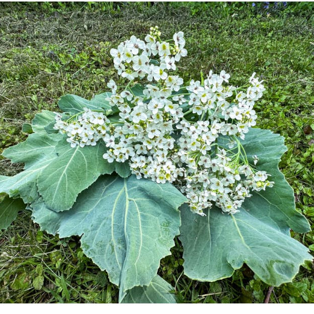 Sea Kale seeds for growing perennial vegetables in edible landscapes.