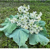 Sea Kale seeds for growing perennial vegetables in edible landscapes.