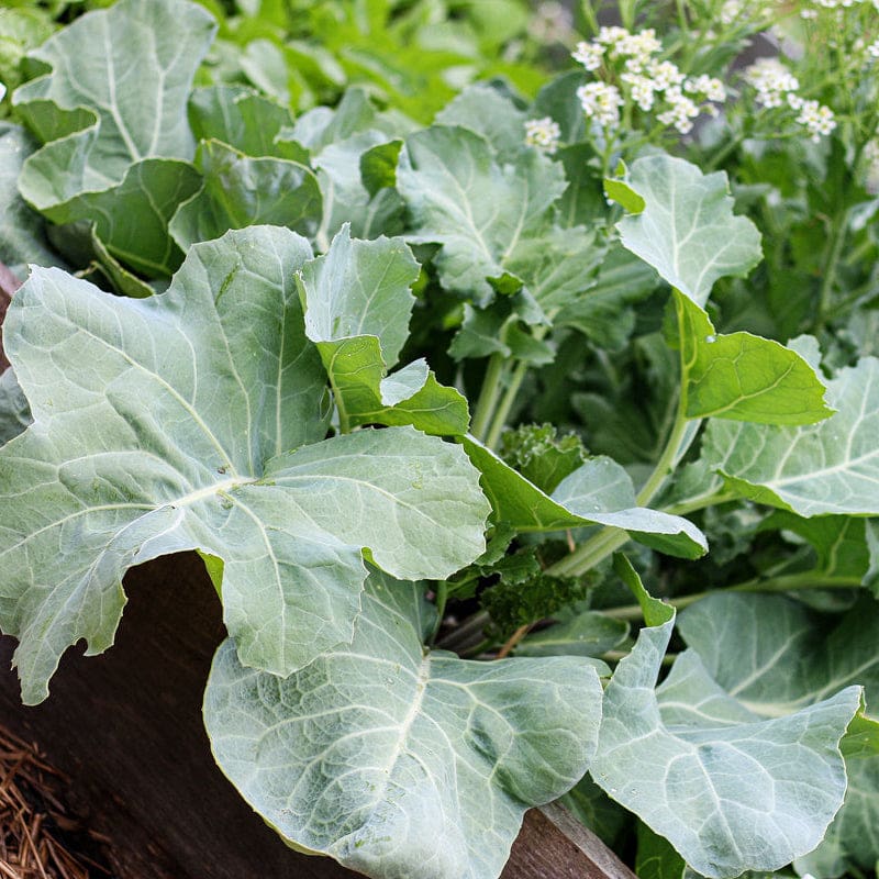 Heirloom Sea Kale seeds for growing perennial vegetable plants.
