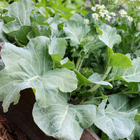 Heirloom Sea Kale seeds for growing perennial vegetable plants.