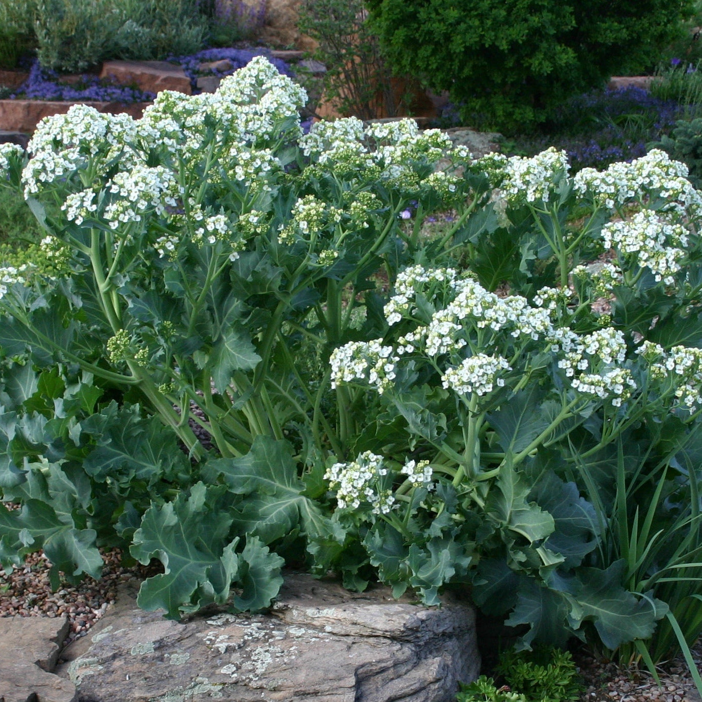 Sea Kale seeds for planting in home gardens and raised beds.