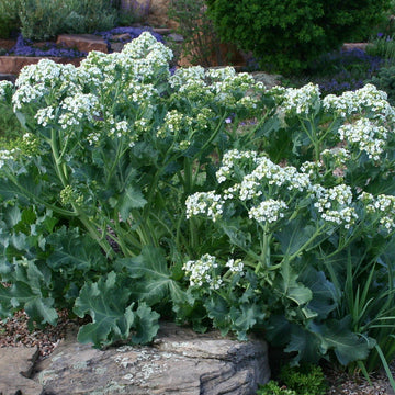 Sea Kale seeds for planting in home gardens and raised beds.