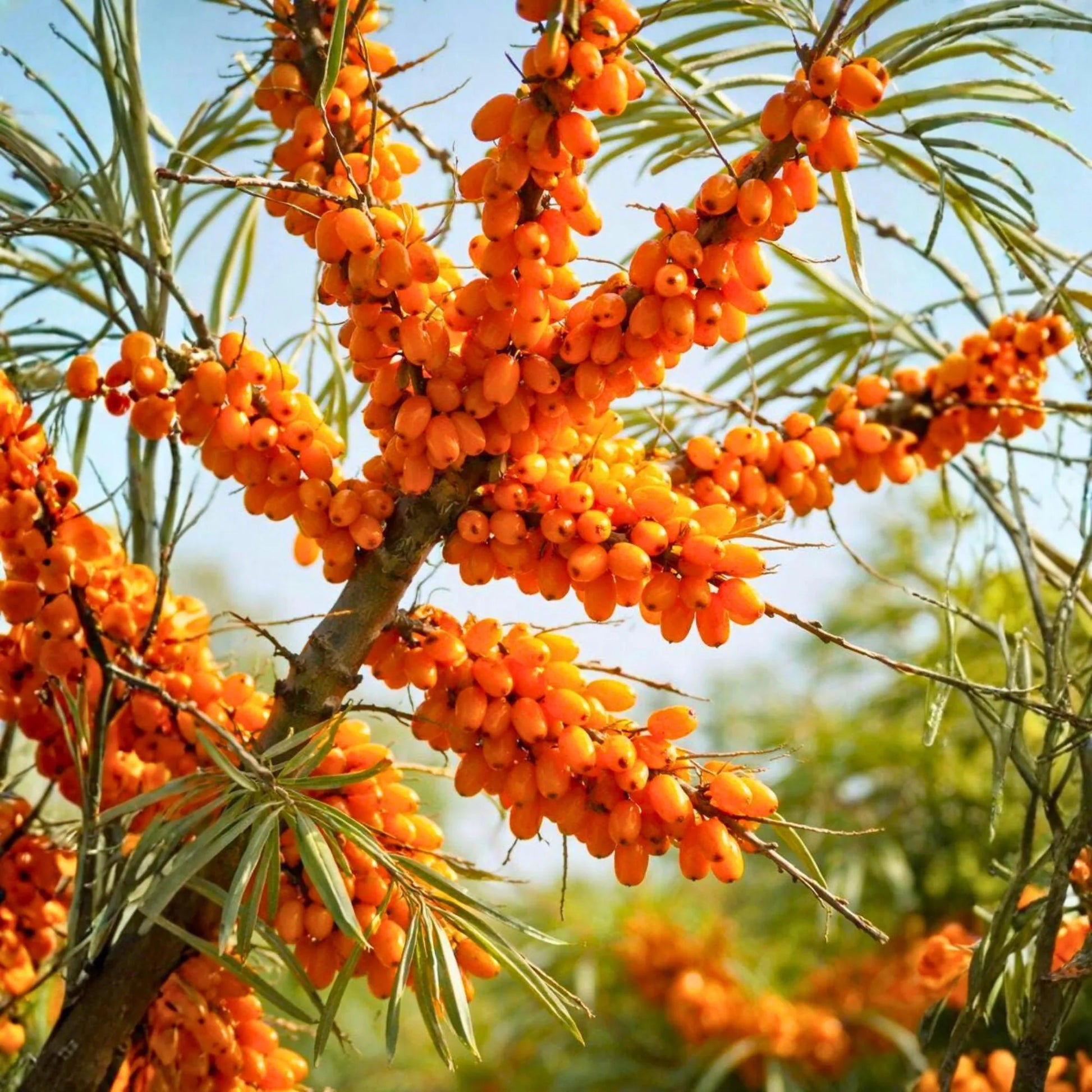 Seabuckthorn (Hippophae rhamnoides) seeds for planting in home gardens.