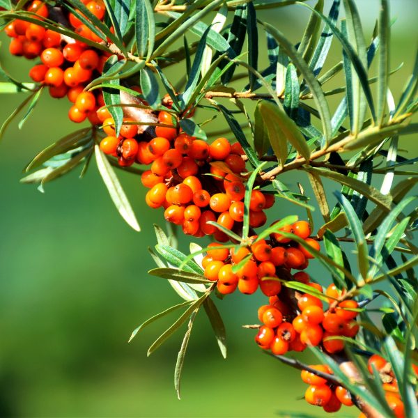 Seabuckthorn shrub seeds suitable for hedgerows, raised beds, and landscape borders.