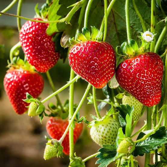 Seascape Strawberry seeds for growing in patio planters and outdoor fruit gardens.