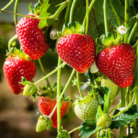 Seascape Strawberry seeds for growing in patio planters and outdoor fruit gardens.