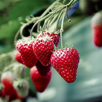 Seascape Strawberry seeds for planting in home gardens and raised beds.