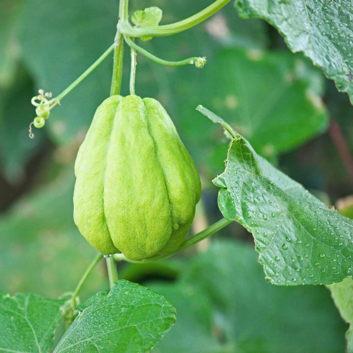 Chayote vegetable seeds suitable for trellises, containers, and kitchen gardens.