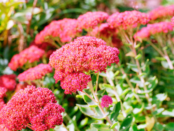 Sedum Flower seeds for Planting, Colorful Display Heirloom & GMO Free Seeds for Home Garden
