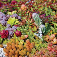 Sedum Mix seeds for planting in roof gardens, rock gardens, and containers.