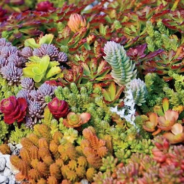 Sedum Mix seeds for planting in roof gardens, rock gardens, and containers.