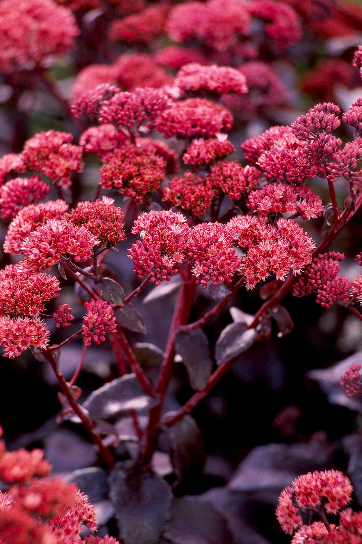 Sedum Flower seeds for Planting, Colorful Display Heirloom & GMO Free Seeds for Home Garden