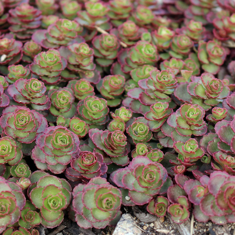 Sedum Dragons Blood Groundcover Flower seeds for Planting - Compact Growth, Heirloom & GMO Free Seeds for Home Garden