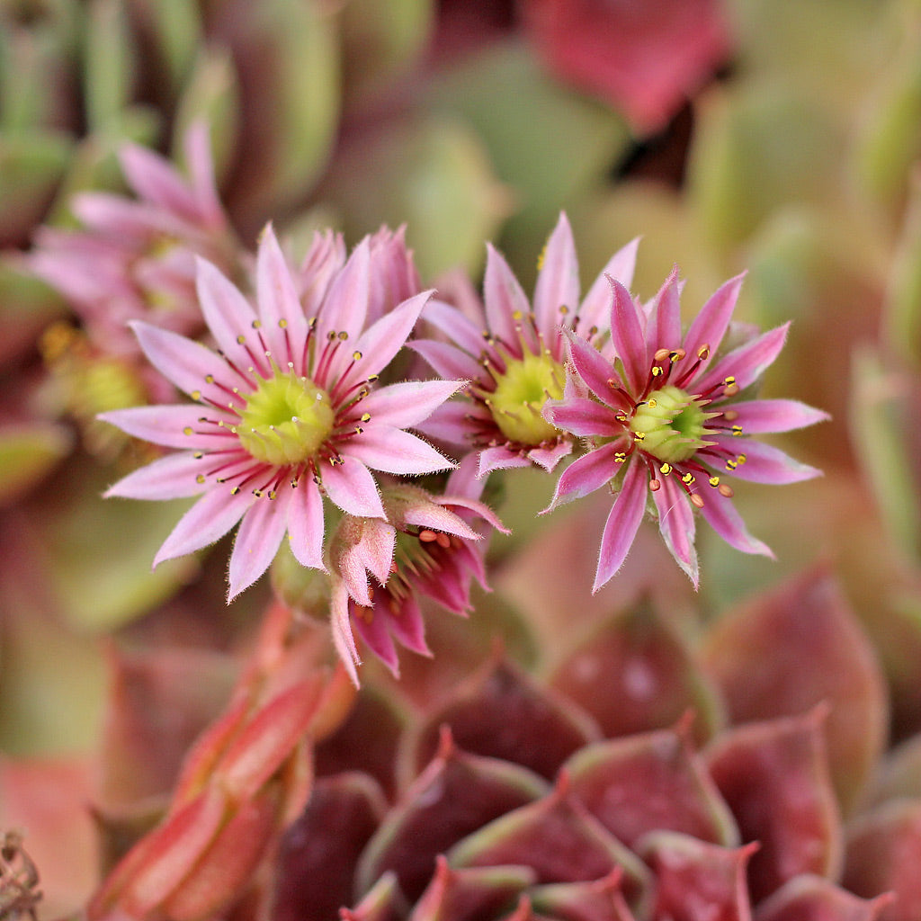 Mixed Sempervivum Flower seeds for Planting - Pollinator Friendly, Heirloom & GMO Free Seeds for Home Garden