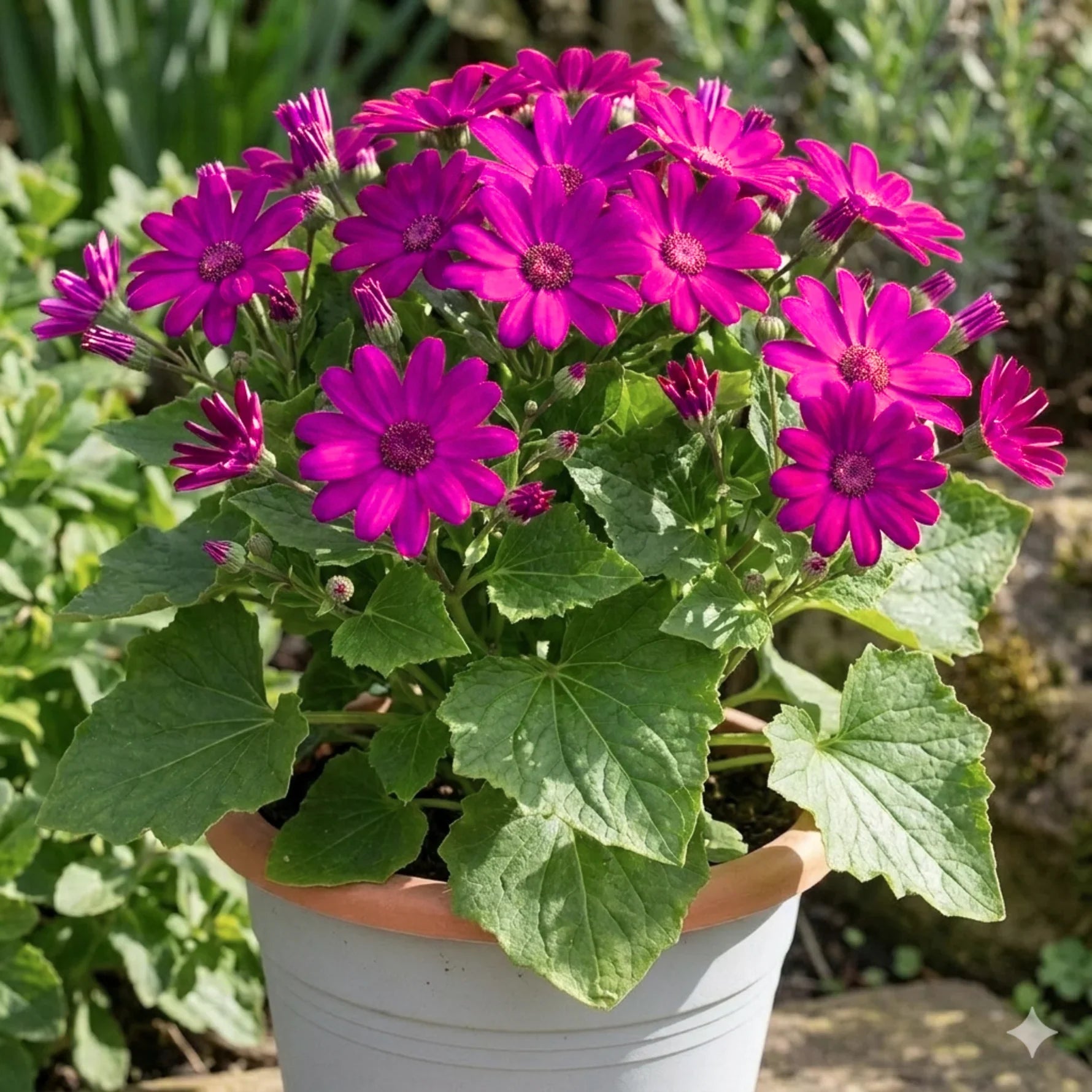 Senetti Pericallis flower seeds for planting in home gardens and containers.