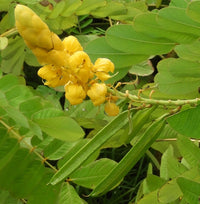 Cassia Alata Flower seeds for Planting Fragrant Blossoms Heirloom & GMO Free Seeds for Home Garden 
 
 Sale