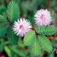 Sensitive Plant Mimosa Pudica Growing in Garden