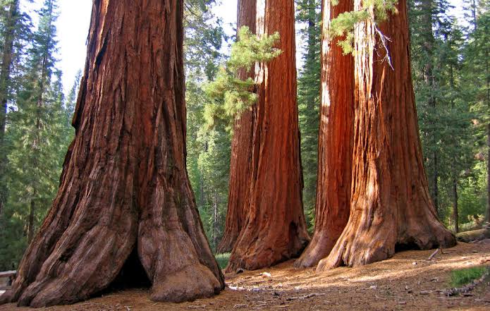 Sequoia sempervirens tree seeds suitable for home gardens and landscape planting