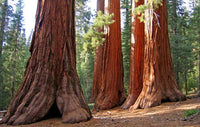 Sequoia sempervirens tree seeds suitable for home gardens and landscape planting