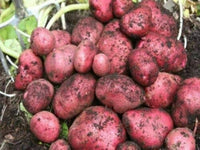 SETANTA potato tubers ready for garden planting