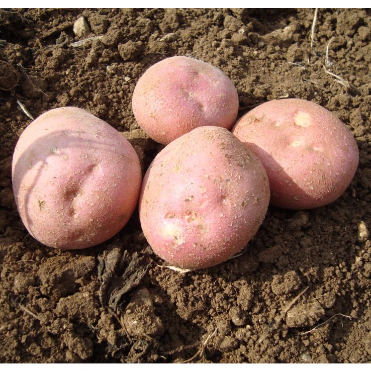 SETANTA potato variety for home vegetable gardens