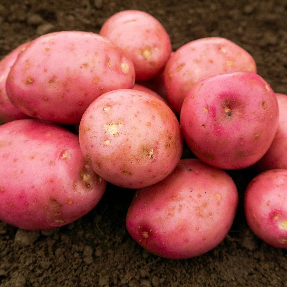 SETANTA seed potatoes for garden planting