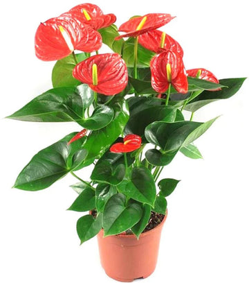 Heirloom (Heirloom Anthurium) seeds for planting in home garden