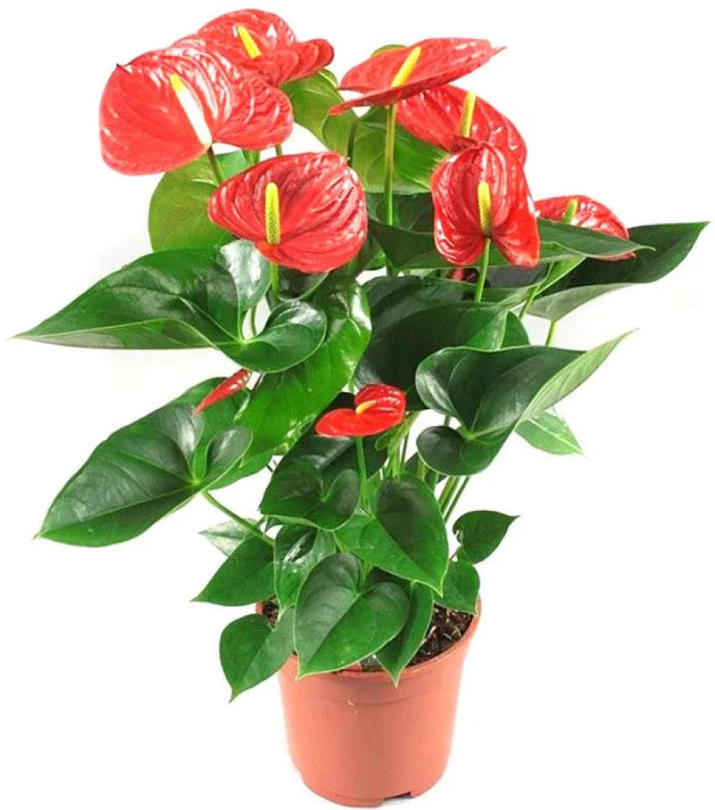 Heirloom (Heirloom Anthurium) seeds for planting in home garden