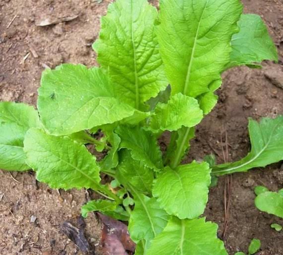 Seven Top Turnip plants with fresh green leaves