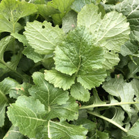 Seven Top Turnip seeds for home garden planting