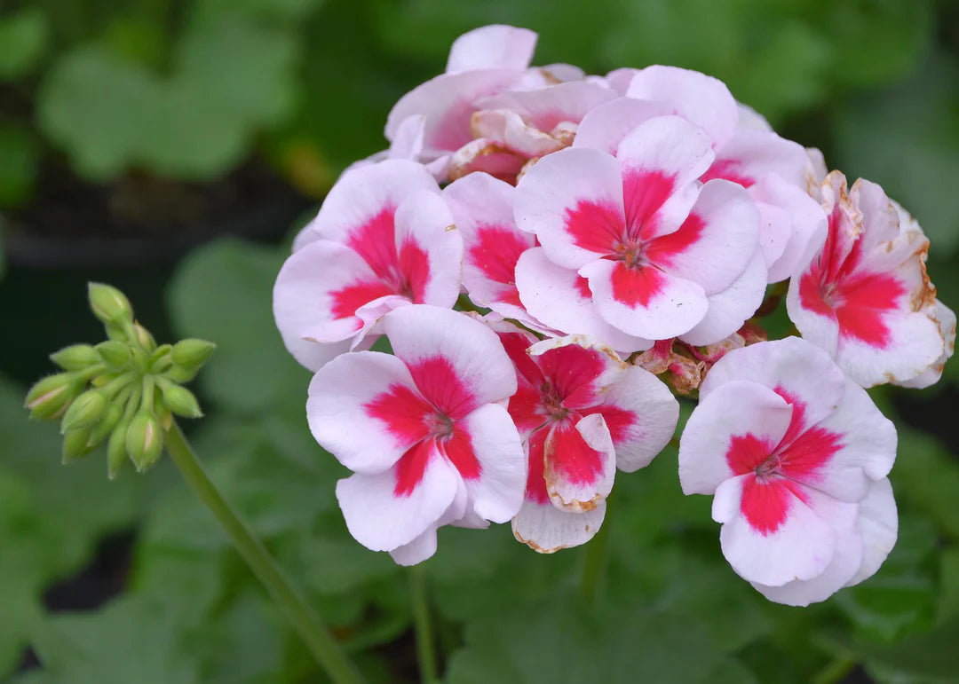 Geranium Pelargonium Flower seeds for Planting Low Maintenance Heirloom & GMO Free Seeds for Home Garden 
 
 Sale