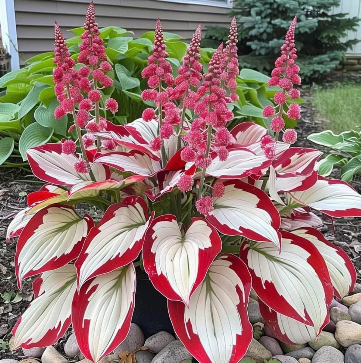 White and Red Hosta seeds for decorative foliage in raised beds and borders.