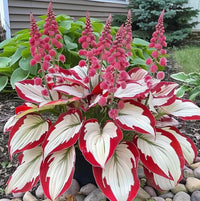 White and Red Hosta seeds for decorative foliage in raised beds and borders.