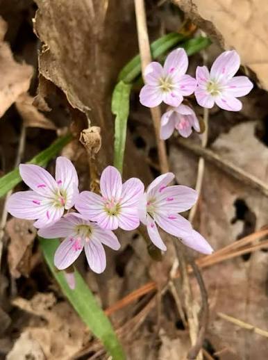 Native spring wildflowers adding color to a shade garden.