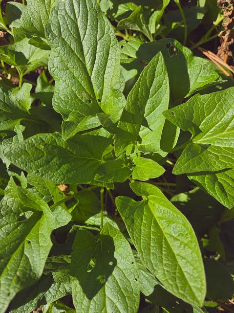 Shade-tolerant Good King Henry plant suitable for containers and garden borders