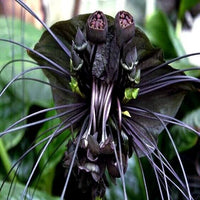Tiger Orchid Flowers in Shaded Garden Area