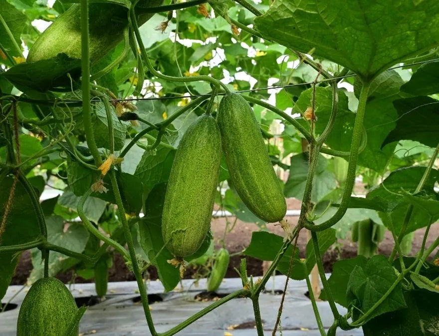 Cucumber Seeds – Fresh Garden Cucumber Variety for Home Vegetable Growing