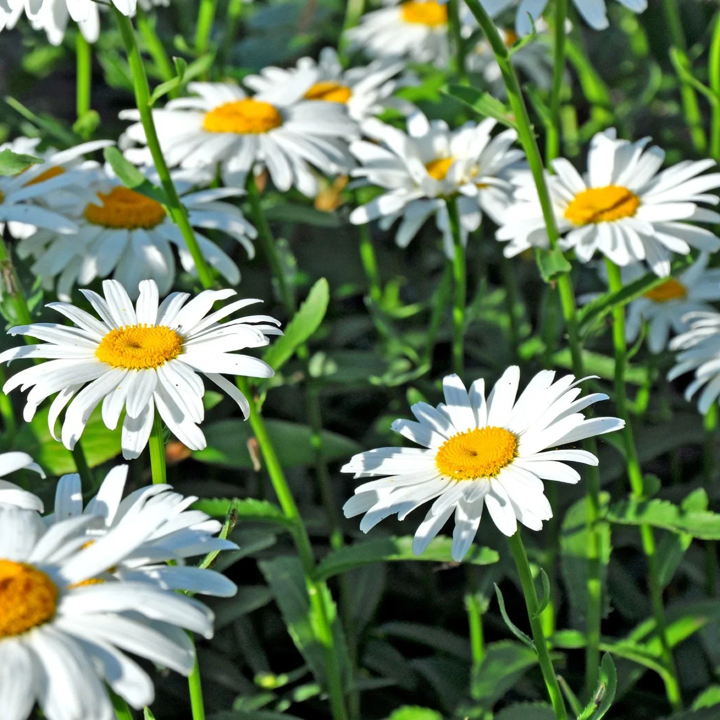 Shasta Daisy flower seeds for garden planting