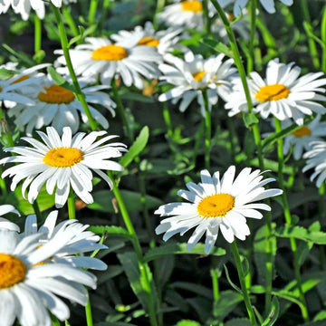 Shasta Daisy flower seeds for garden planting