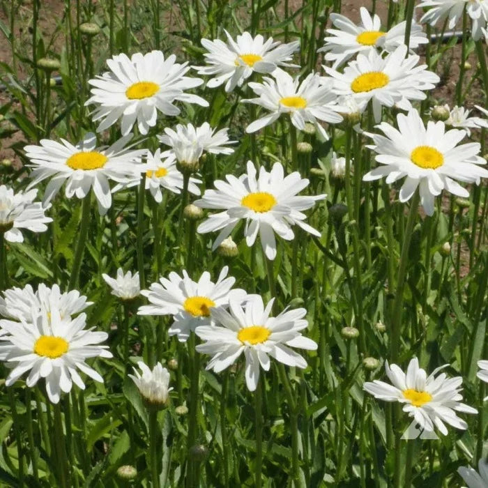 White Shasta Daisy flowers with yellow centers