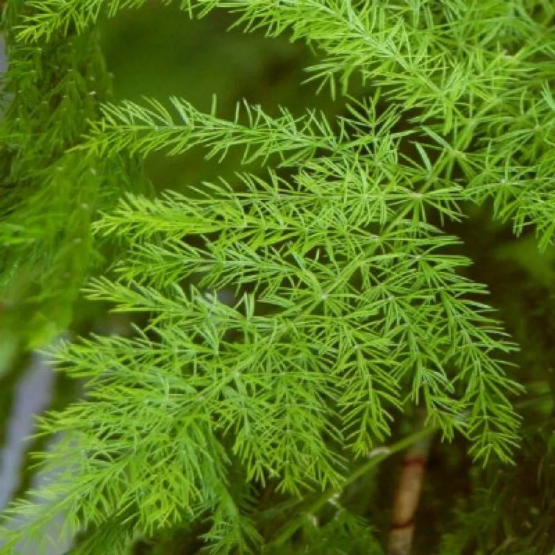Green Shatavari Plant Seeds for Easy Herbal Gardening