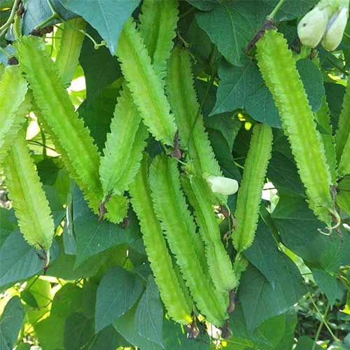 Healthy Winged Bean plants growing vertically on a support in a sunny garden.

